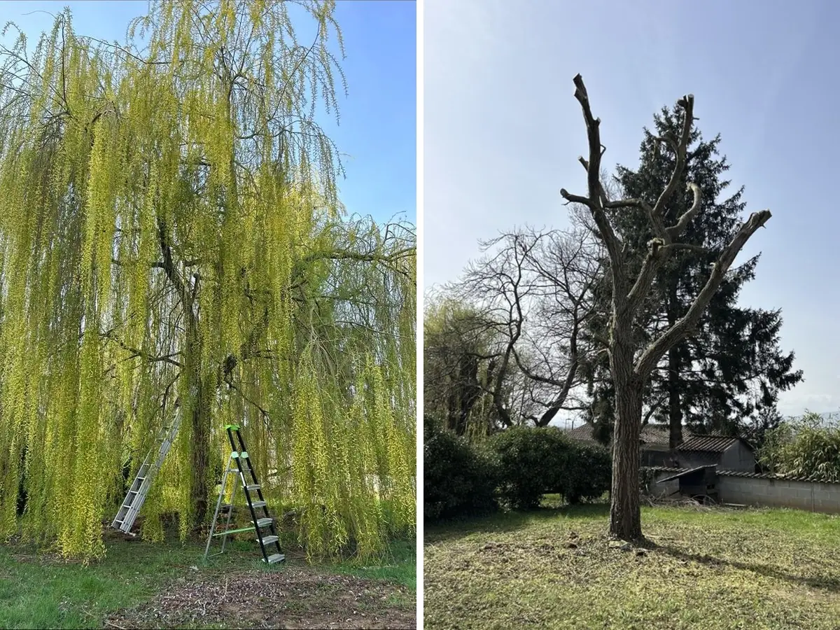 Saule pleureur en feuilles, deux échelles posées au pied, puis le même saule après l'élagage, réduit à son tronc et à ses branches maîtresses