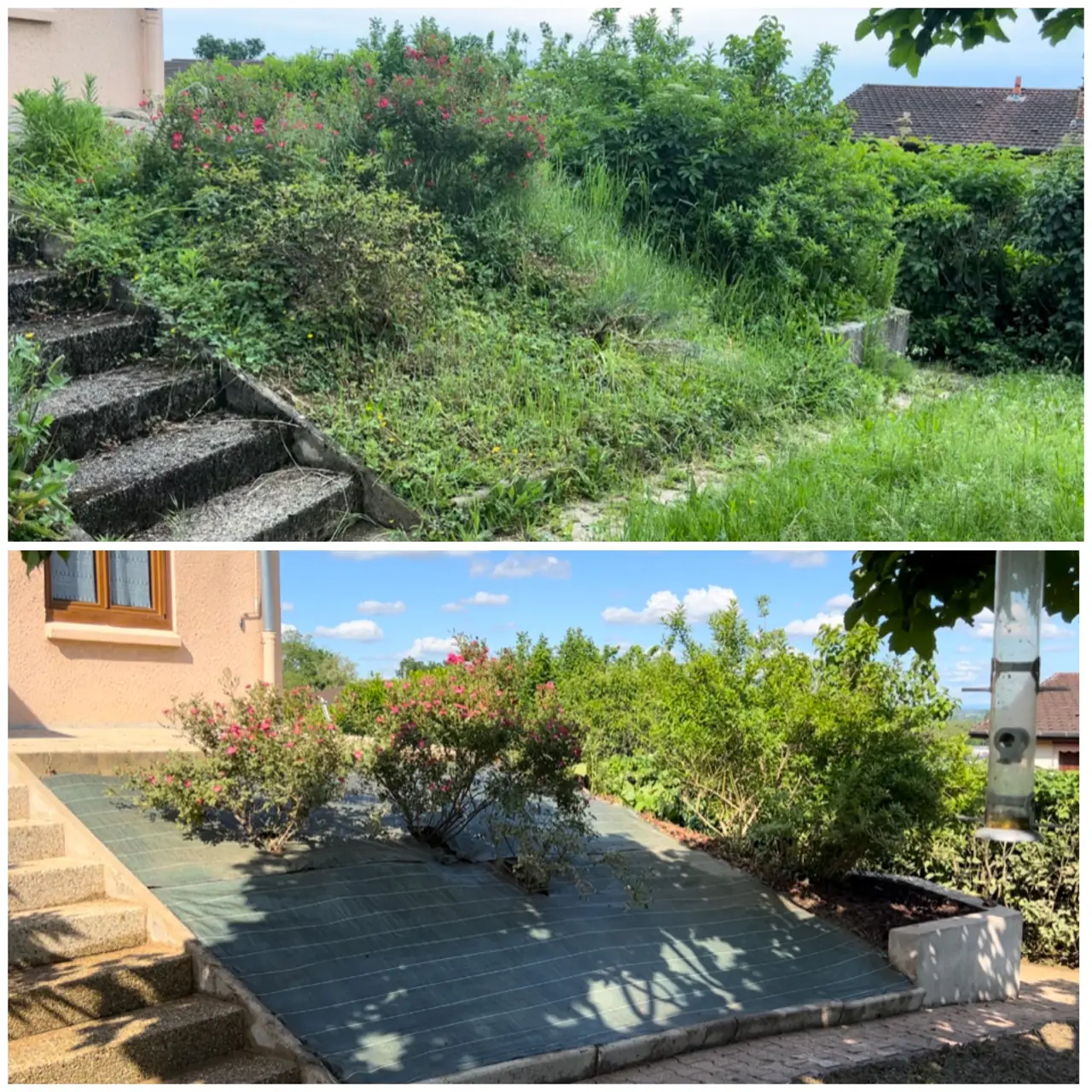 Talus en friche avant et après débroussaillement, replanté et paillé