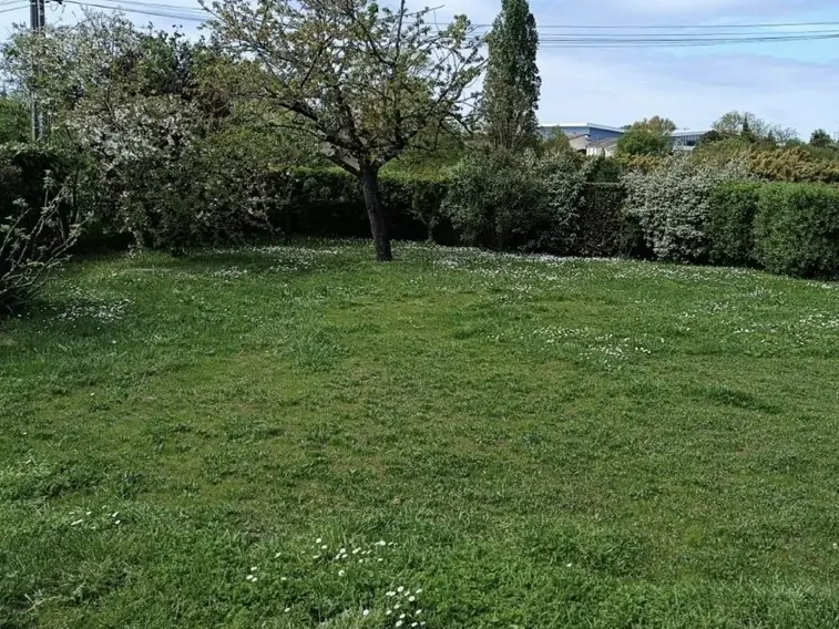 Pelouse verte et dense, piquée de pâquerettes, dans un jardin bordé de haies et d'un arbre fruitier