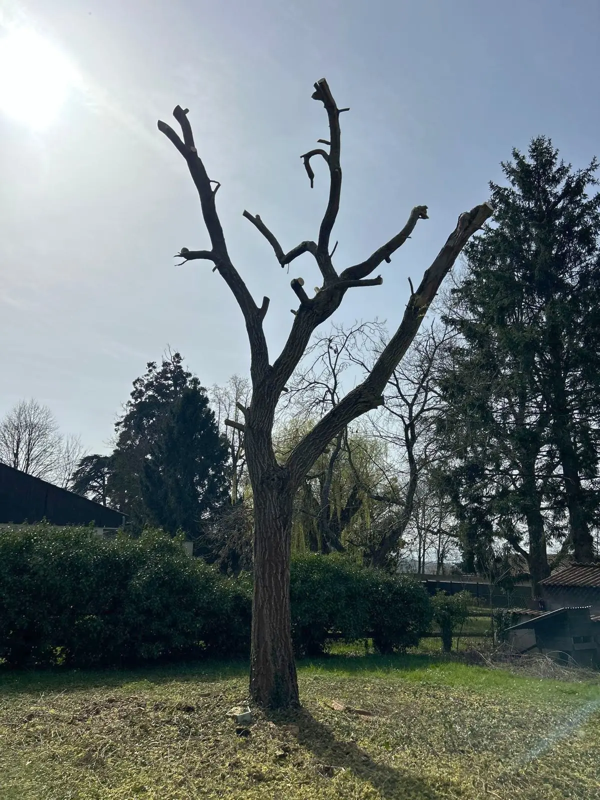Arbre après taille des charpentières, Steph Entretien
