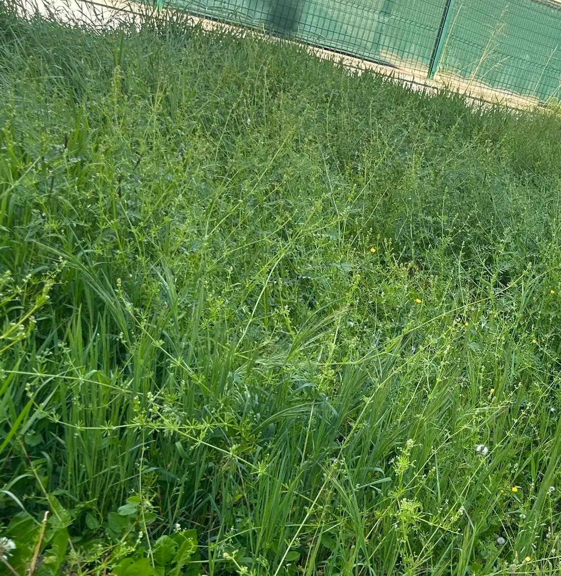 Terrain envahi d'herbes hautes et de graminées, le long d'une clôture grillagée verte